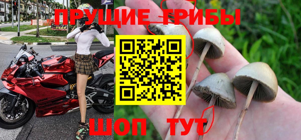Димитровград  Галлюциногенные грибы прущие грибы  Вход с VPN 